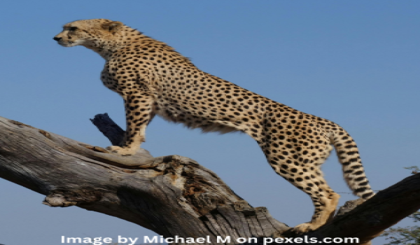 A cheetah